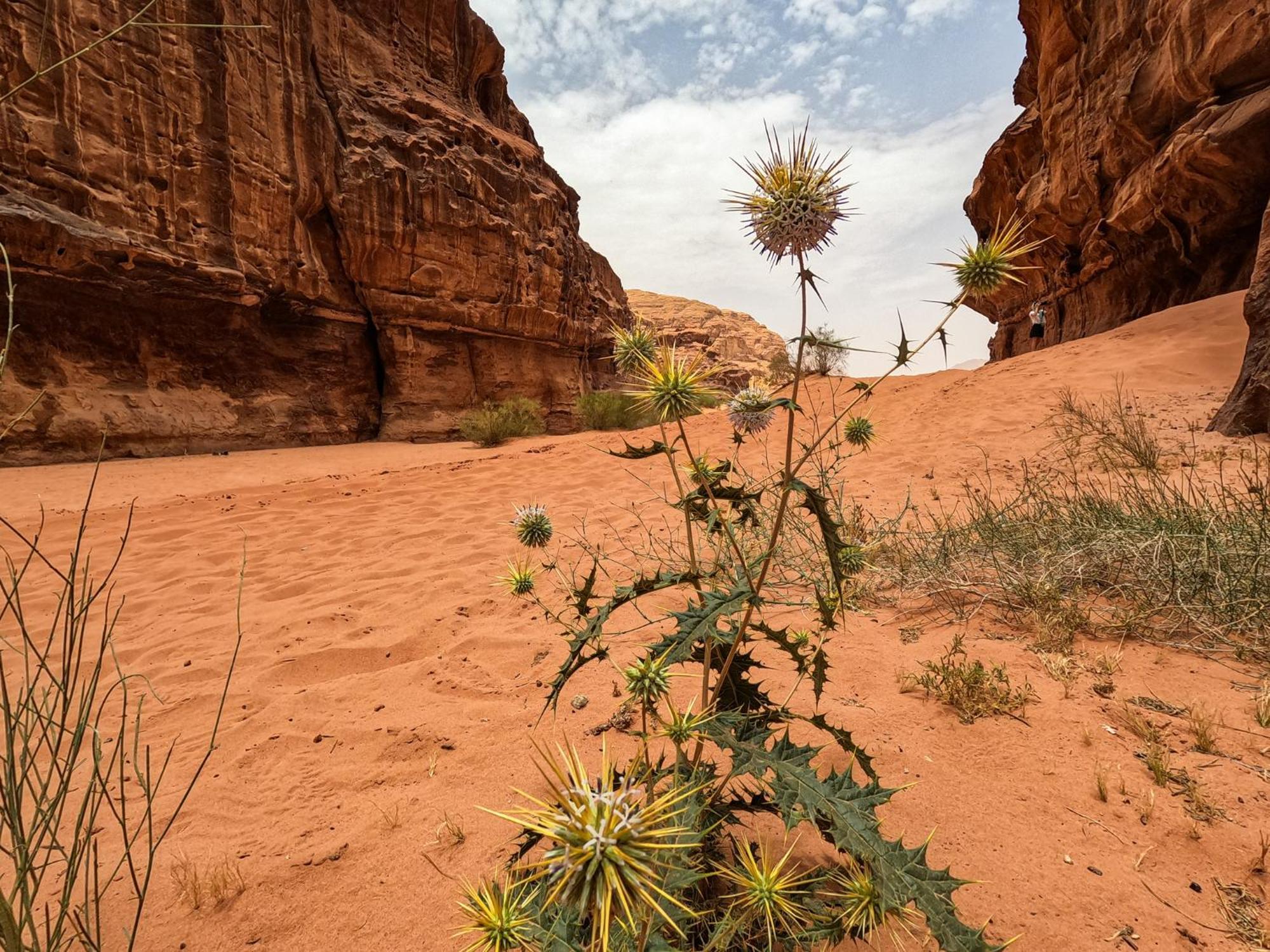 Stargazing Camp & Tours Hotel Wadi Rum Exterior photo