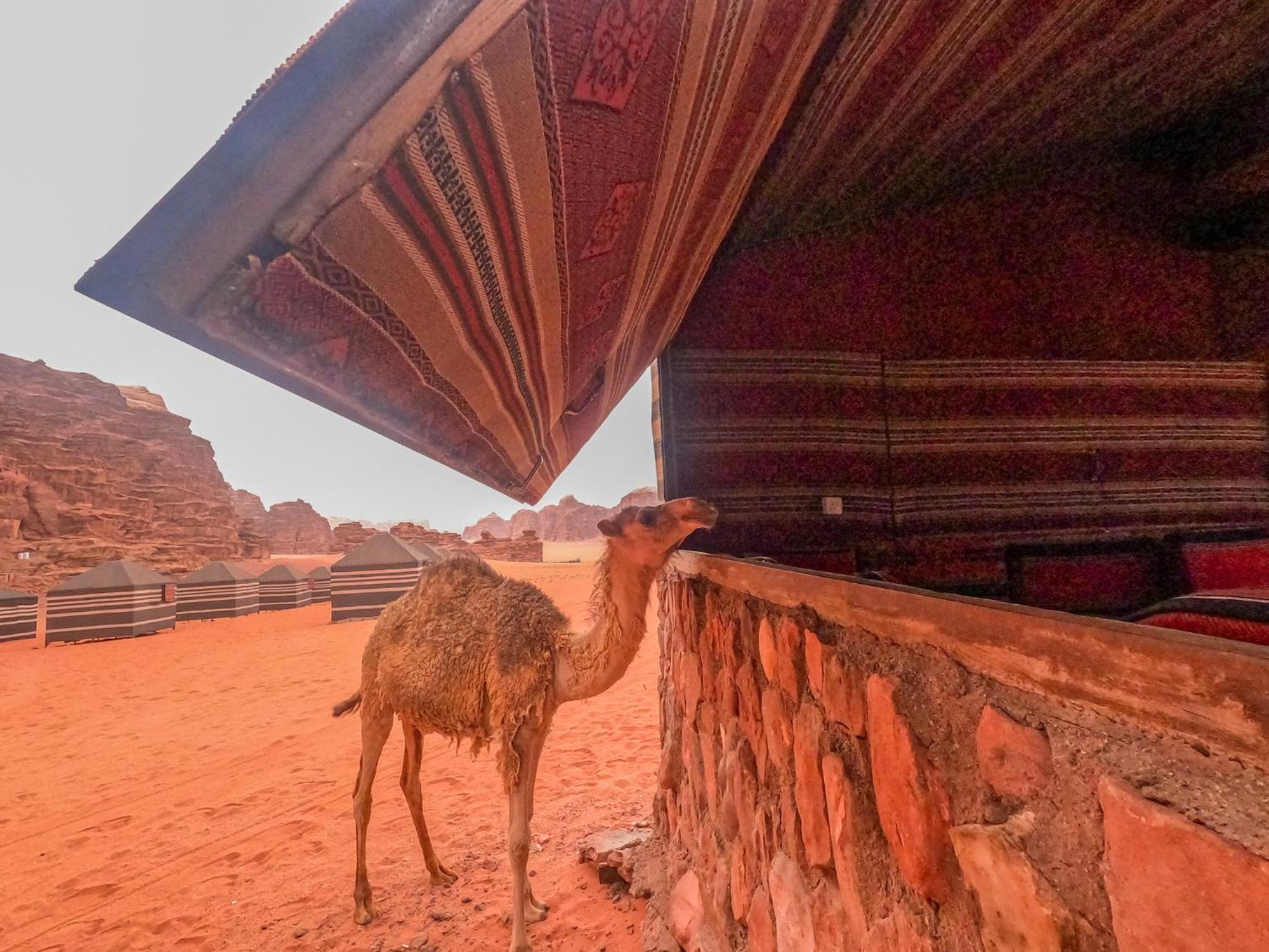 Stargazing Camp & Tours Hotel Wadi Rum Exterior photo