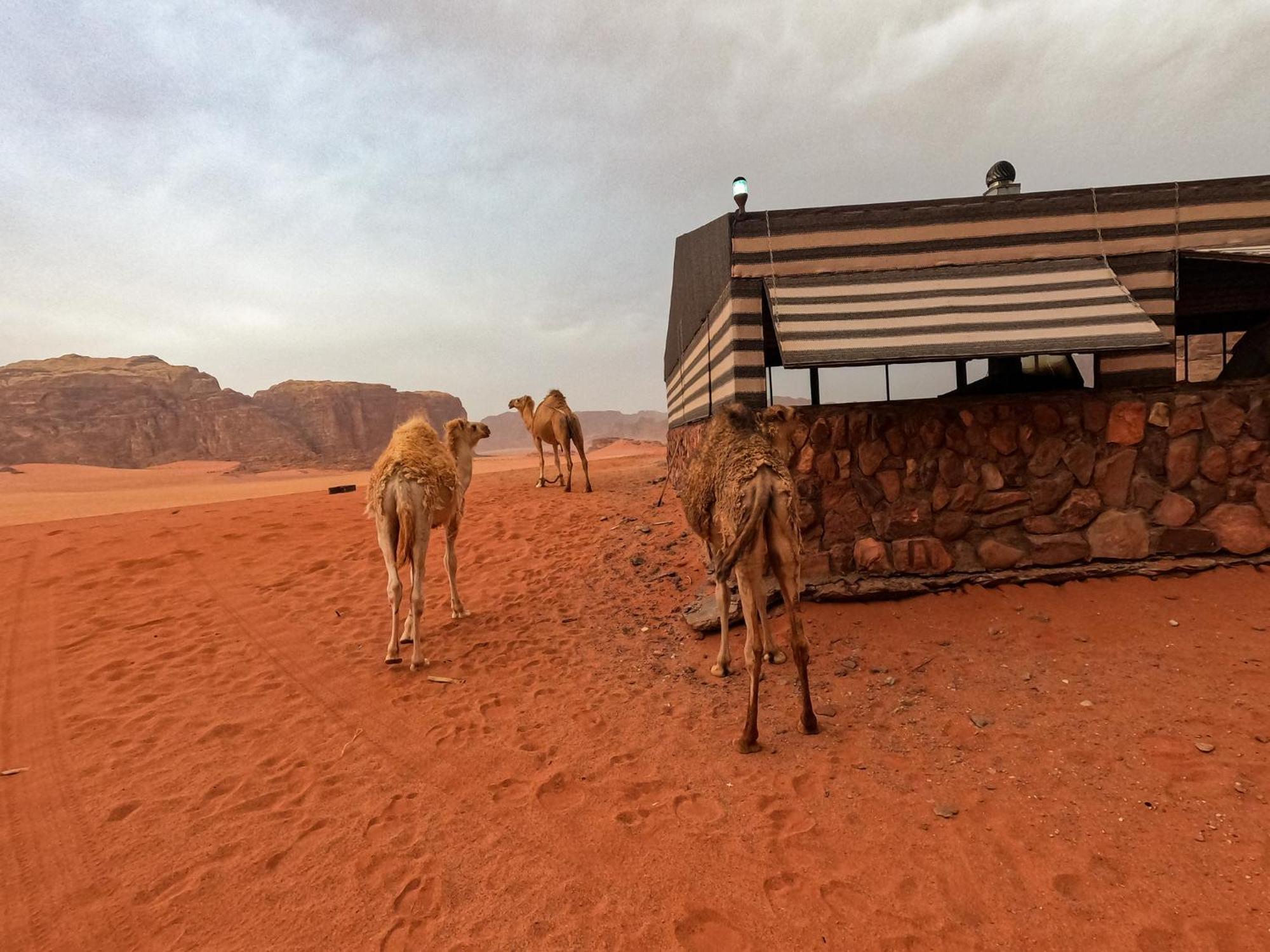 Stargazing Camp & Tours Hotel Wadi Rum Exterior photo